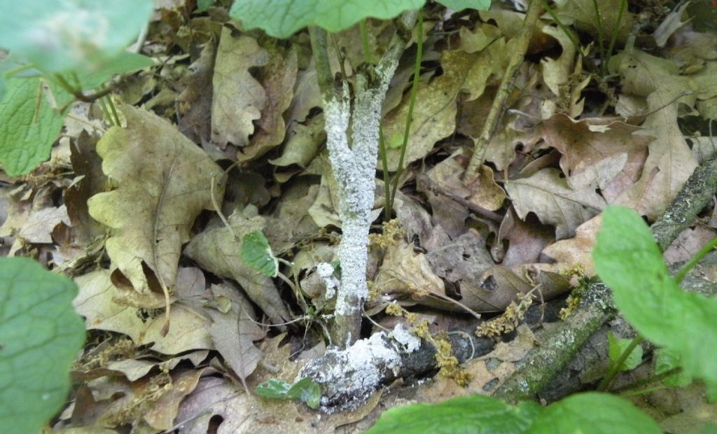 In bosco di roverella
